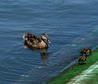 Ducks (1)